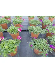 Verbena 14 V. 14 cm - Riviera Quality Societa' Agricola Cooperativa