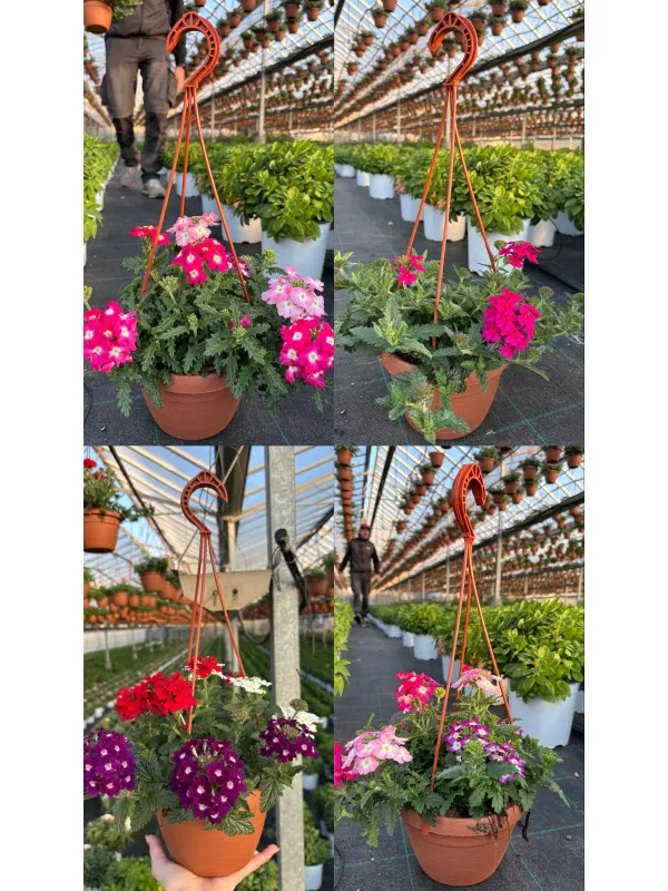 Verbena bsk 16 V. 16 cm - Riviera Quality Societa' Agricola Cooperativa