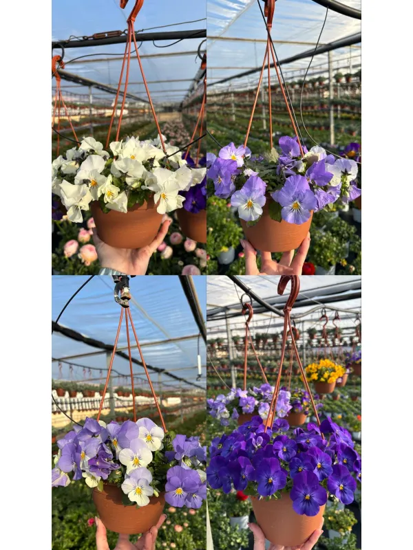 Viola cool wawe basket 16 V. 16 cm - Riviera Quality Societa' Agricola Cooperativa