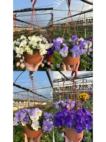 Viola cool wawe basket 16 V. 16 cm - Riviera Quality Societa' Agricola Cooperativa