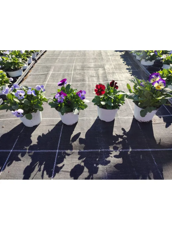 Viola cornuta 10 V. 10 cm - Riviera Quality Societa' Agricola Cooperativa