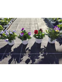 Viola cornuta 10 V. 10 cm - Riviera Quality Societa' Agricola Cooperativa