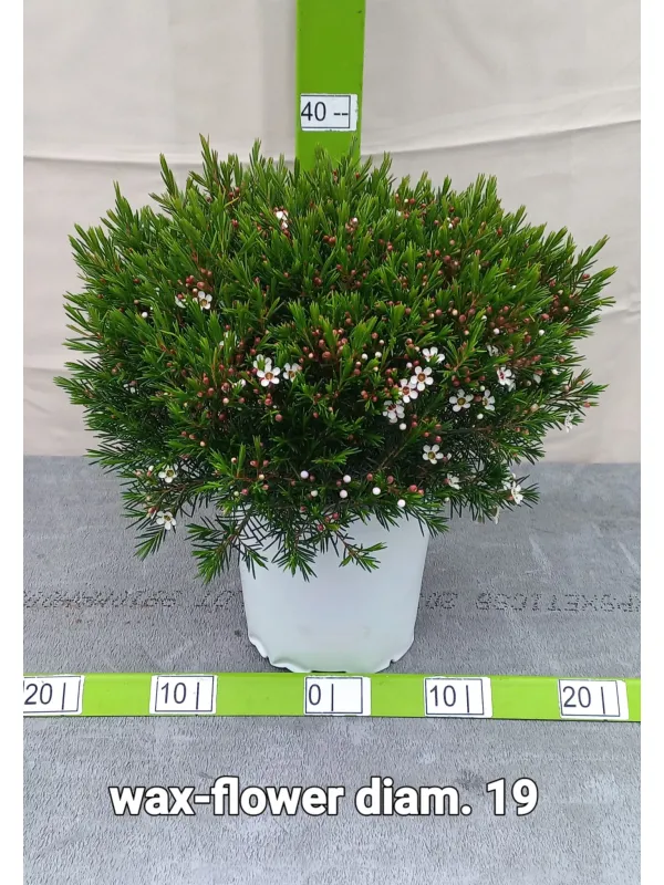 Waxflower 19 V. 18 cm - Riviera Quality Societa' Agricola Cooperativa