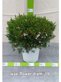 Waxflower 19 V. 18 cm - Riviera Quality Societa' Agricola Cooperativa