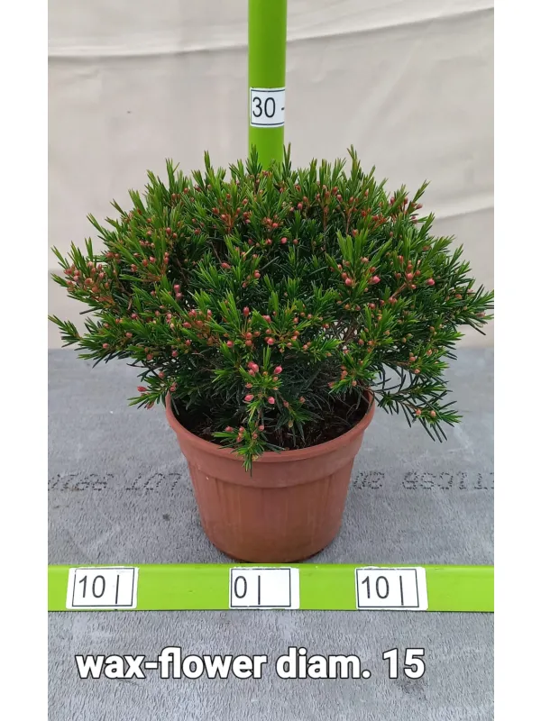 Waxflower v15 V. 15 cm - Riviera Quality Societa' Agricola Cooperativa