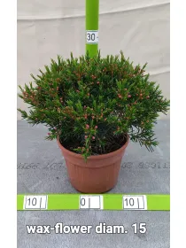 Waxflower v15 V. 15 cm - Riviera Quality Societa' Agricola Cooperativa