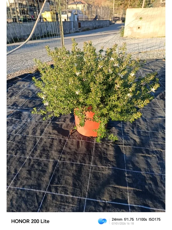 Westringea 25 V. 25 cm - Riviera Quality Societa' Agricola Cooperativa