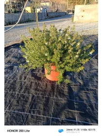 Westringea 25 V. 25 cm - Riviera Quality Societa' Agricola Cooperativa