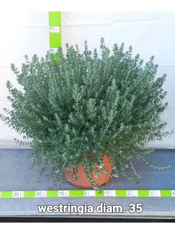 Westringea 35 V. 35 cm - Riviera Quality Societa' Agricola Cooperativa