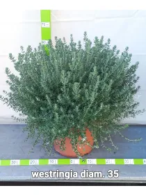 Westringea 35 V. 35 cm - Riviera Quality Societa' Agricola Cooperativa