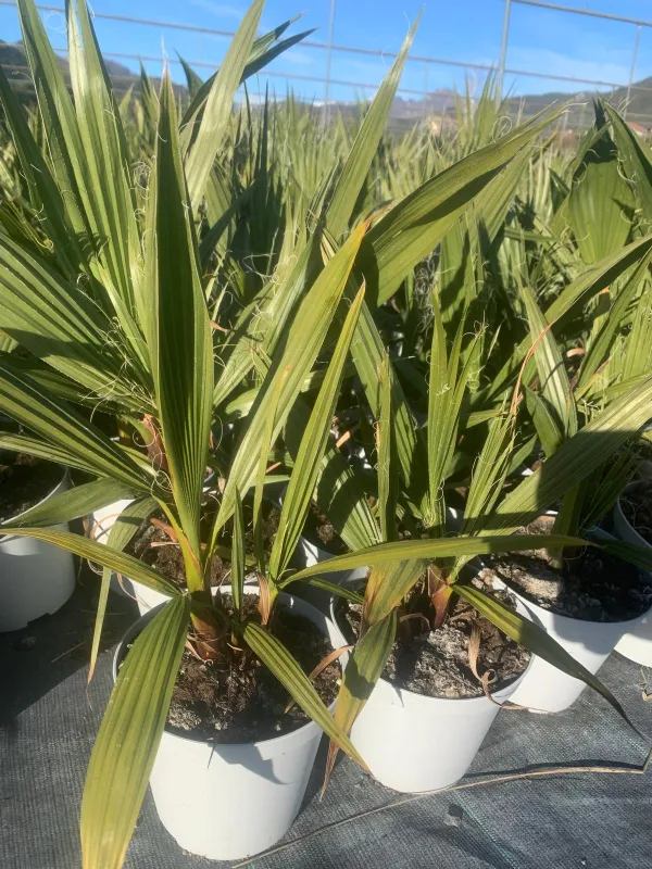 Washingtonia robusta 14 V. 14 cm - Riviera Quality Societa' Agricola Cooperativa