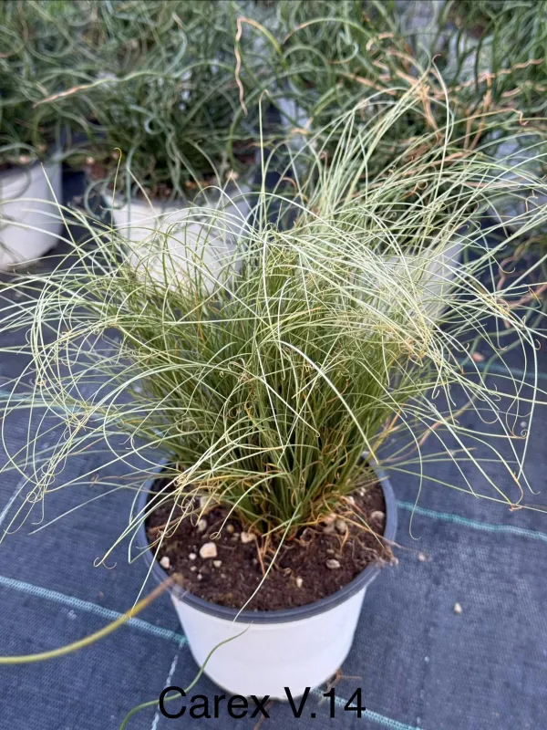 Carex 14 V. 14 cm - Riviera Quality Societa' Agricola Cooperativa