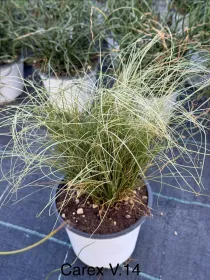Carex 14 V. 14 cm - Riviera Quality Societa' Agricola Cooperativa