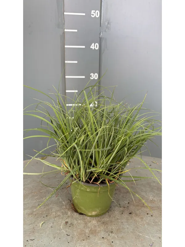 Carex sole 14 V. 14 cm - Riviera Quality Societa' Agricola Cooperativa