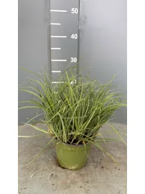 Carex sole 14 V. 14 cm - Riviera Quality Societa' Agricola Cooperativa