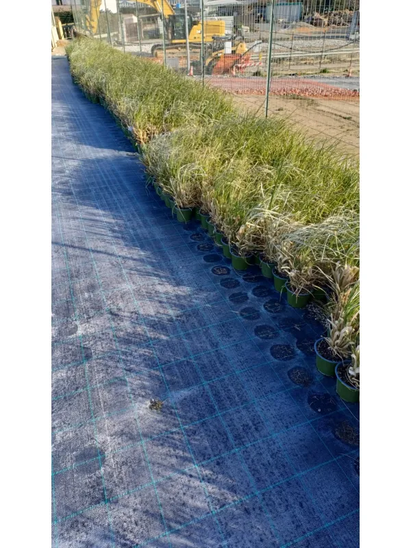 Cortaderia selloana 14 V. 14 cm - Riviera Quality Societa' Agricola Cooperativa