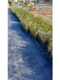 Cortaderia selloana 14 V. 14 cm - Riviera Quality Societa' Agricola Cooperativa