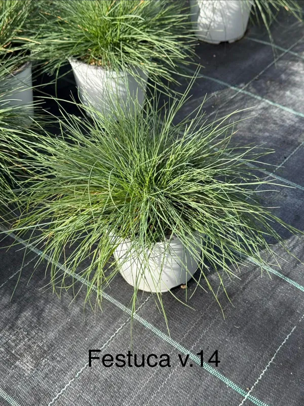 Festuca glauca 14 V. 14 cm - Riviera Quality Societa' Agricola Cooperativa