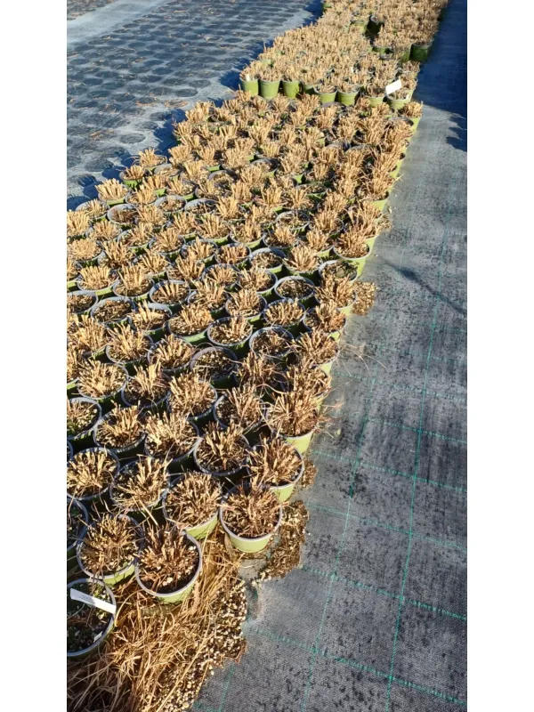 Miscanthus sinensis ø14 V. 14 cm - Riviera Quality Societa' Agricola Cooperativa