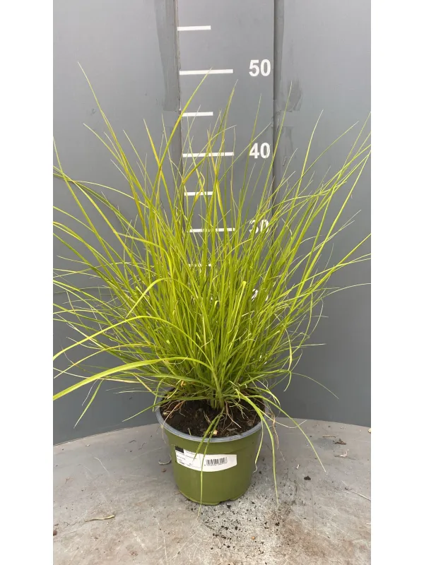 Pennisetum 14 V. 14 cm - Riviera Quality Societa' Agricola Cooperativa