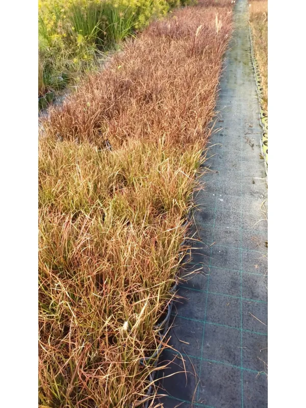 Pennisetum advena 14 V. 14 cm - Riviera Quality Societa' Agricola Cooperativa