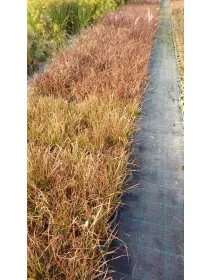 Pennisetum advena 14 V. 14 cm - Riviera Quality Societa' Agricola Cooperativa