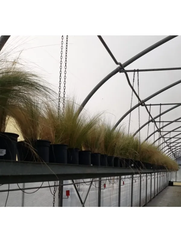 Stipa 19 V. 19 cm - Riviera Quality Societa' Agricola Cooperativa