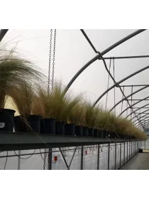 Stipa 19 V. 19 cm - Riviera Quality Societa' Agricola Cooperativa