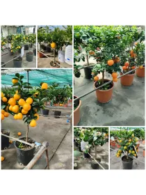 Citrus mix 18 V. 18 cm - Riviera Quality Societa' Agricola Cooperativa