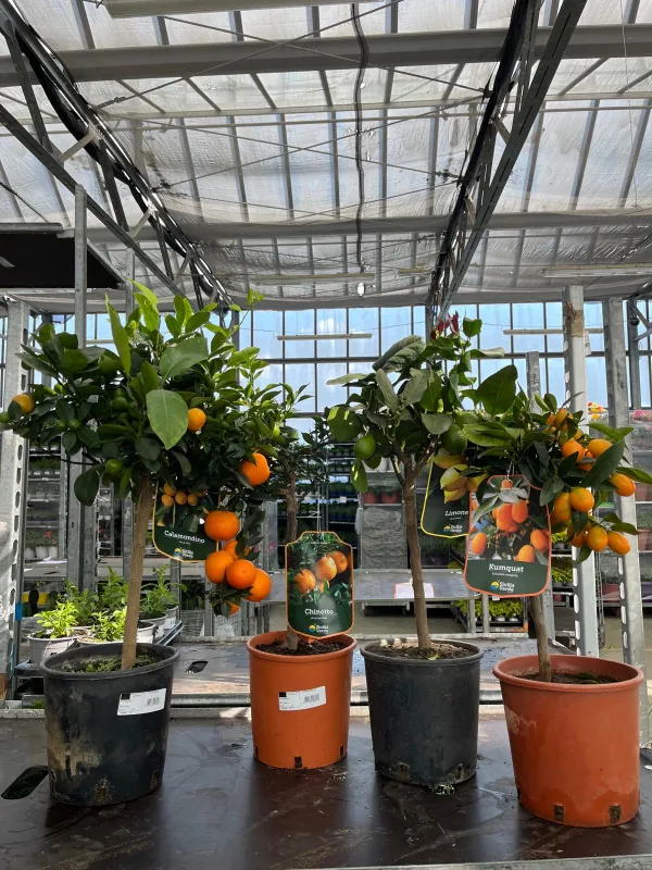Citrus mix 20 V. 20 cm - Riviera Quality Societa' Agricola Cooperativa