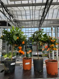 Citrus mix 20 V. 20 cm - Riviera Quality Societa' Agricola Cooperativa