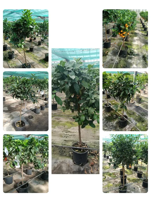Citrus mix alberello 22 V. 22 cm - Riviera Quality Societa' Agricola Cooperativa