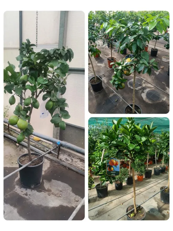 Citrus mix alberello 24 V. 24 cm - Riviera Quality Societa' Agricola Cooperativa