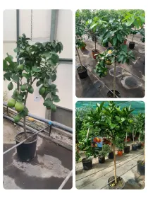 Citrus mix alberello 24 V. 24 cm - Riviera Quality Societa' Agricola Cooperativa