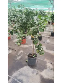 Citrus mix alberello 28 h.130 V. 28 cm - Riviera Quality Societa' Agricola Cooperativa