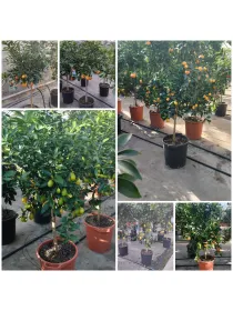 Citrus mix alberello 35 V. 35 cm - Riviera Quality Societa' Agricola Cooperativa