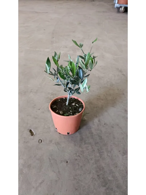 Olivo 15 V. 15 cm - Riviera Quality Societa' Agricola Cooperativa