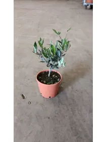 Olivo 15 V. 15 cm - Riviera Quality Societa' Agricola Cooperativa