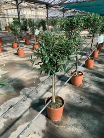 Olivo alberello 20 h. 80/90 V. 20 cm - Riviera Quality Societa' Agricola Cooperativa