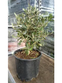 Olivo alberello 22 h. 100/110 V. 22 cm - Riviera Quality Societa' Agricola Cooperativa