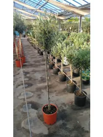 Olivo alberello 22 h. 130/140 V. 22 cm - Riviera Quality Societa' Agricola Cooperativa