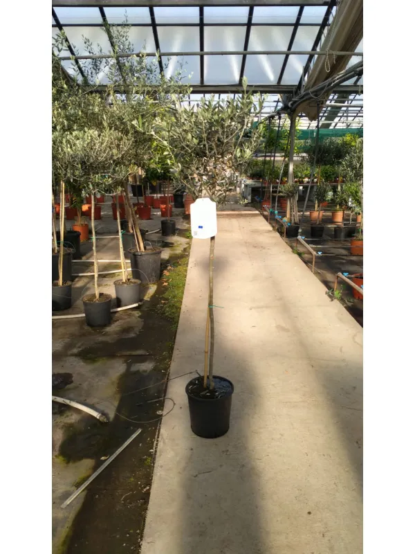 Olivo alberello 24 h.130/150 V. 24 cm - Riviera Quality Societa' Agricola Cooperativa