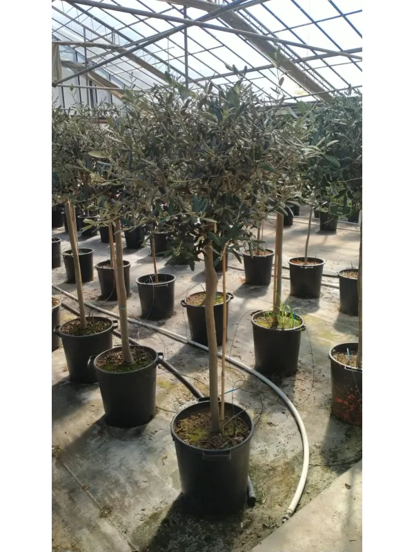 Olivo alberello 35 h.190/210 V. 35 cm - Riviera Quality Societa' Agricola Cooperativa