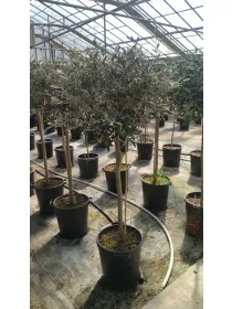 Olivo alberello 35 h.190/210 V. 35 cm - Riviera Quality Societa' Agricola Cooperativa