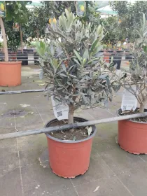 Olivo bonsai 18 V. 18 cm - Riviera Quality Societa' Agricola Cooperativa