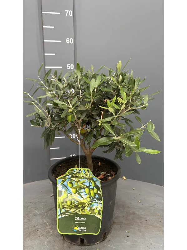 Olivo bonsai 20 V. 20 cm - Riviera Quality Societa' Agricola Cooperativa