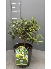Olivo bonsai 20 V. 20 cm - Riviera Quality Societa' Agricola Cooperativa
