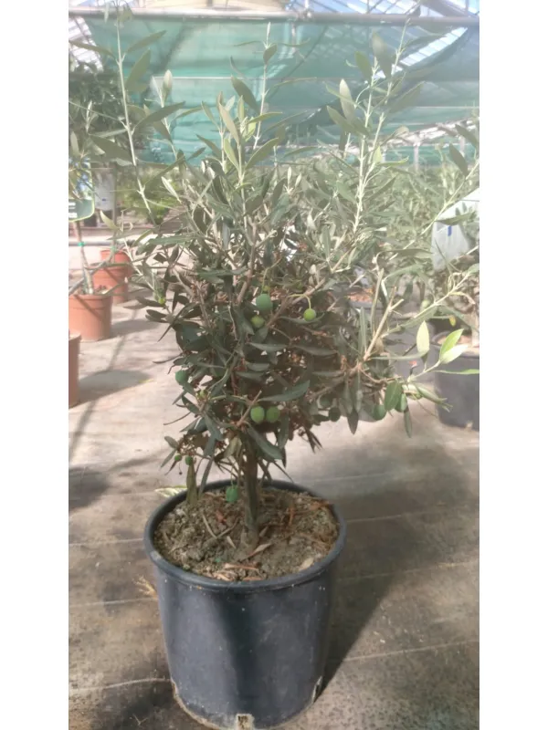 Olivo bonsai 22 V. 22 cm - Riviera Quality Societa' Agricola Cooperativa