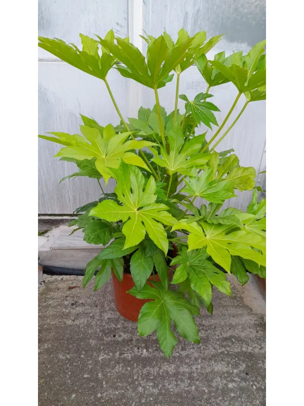 Aralia japonica 27 V. 27 cm - Riviera Quality Societa' Agricola Cooperativa