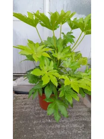 Aralia japonica 27 V. 27 cm - Riviera Quality Societa' Agricola Cooperativa